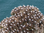 Gannets