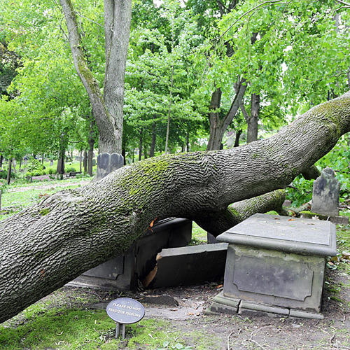 A historic tombstone is crushed under the weight of an uprooted tree within the Loyalist Burial Ground in Uptown Sain…