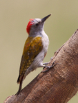 Grey Woodpecker portfolio