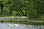 Trumpeter Swan family, Buffalo, Minnesota