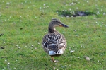 Mallard