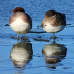 Wigeon