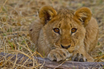 Lion Cub 2