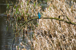 Kingfisher on the Riverbank
