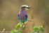 Lilac-breasted roller