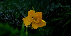 Flowers portfolio
