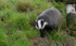 Badger