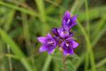 Clustered Bellflower, top view, Seven Barrows, Berkshire
