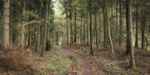Oakenhill Woods