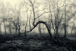 Bent Tree Stanton Moor