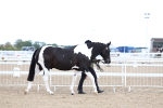 SBM_04983