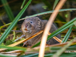October 2023 - Water Vole