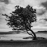 The Kippford tree