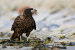 Striated Caracara drinking, Carcass Island, Falklands