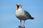 May 2014 - Herring Gull