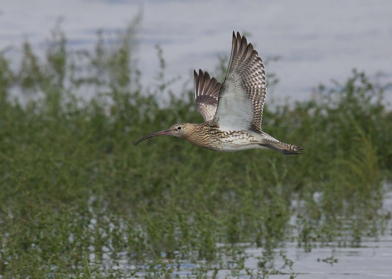 Eurasian Curlew - Dee Estuary - North Wales