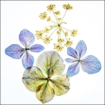 Wildflowers