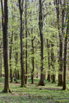Shades of Green