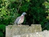 Woodpigeon