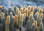 IMG_9537 Lava Cactus on lava flows