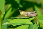 Meadow Grasshopper