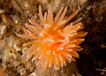 Protanthia simplex