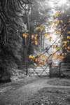 A Hint of Autumn