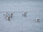 Avocet