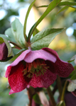 Hellebore 01