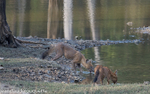 Dholes