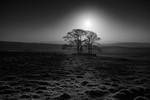 Henside Copse 03