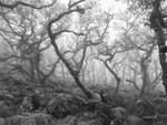 Forgotten 6363