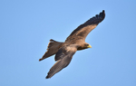 Black Kite