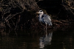 British Birds portfolio