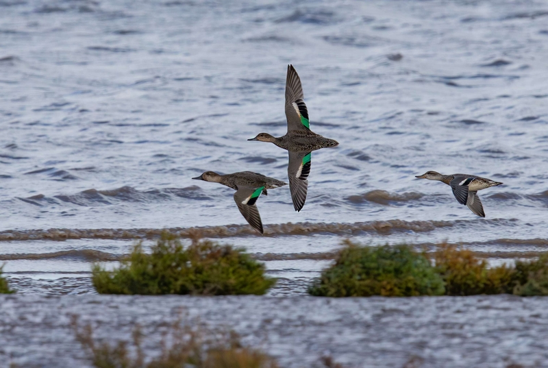 Eurasian Teal - Dee Estuary - North Wales