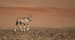 Oryx