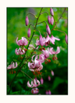 Lilium martagon 2