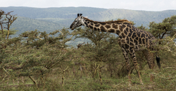 Tanzania Birds and Mammals portfolio