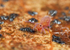 Dicyrtoma fusca