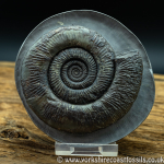 Sold amm 1298 Dactylioceras semicelatum