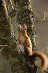 Red Squirrel