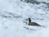 Harlequin Duck (female) in rapids, River Laxa, Iceland