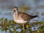Lesser Yellowlegs (juvenile) on the Port Meadow floods
