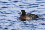 Scaup (female), Farmoor Reservoir, Oxfordshire