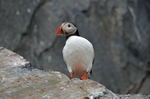 Puffin