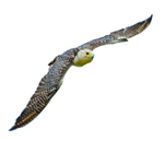 Gyr Hybrid-1117