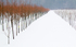 TREE FARM #1 - NORFOLK COUNTY