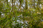 Woodland reflections