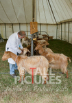 West Show_2014-18