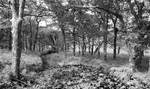 1225 - Erriff River Woodland